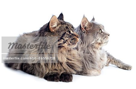 portrait of a purebred  maine coon cats on a white background