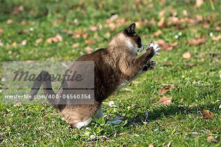 beautiful purebred siamese cat catching a mouse