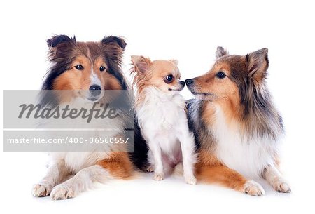 portrait of a purebred shetland dogs and chihuahua in front of white background