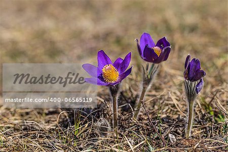 pasqueflower, (pulsatilla vulgaris), which blooms in early spring