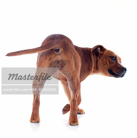 back  of a staffordshire bull terrier in front of white background