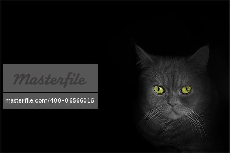 black cat with green eyes on the black background