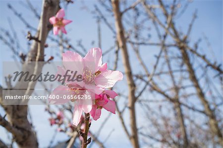 Pink almond tree flower against the background of dry branches