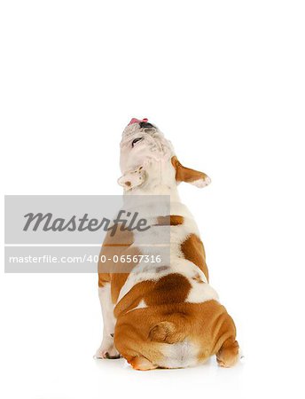 dog licking - english bulldog sitting with back to viewer and head up with tongue out licking