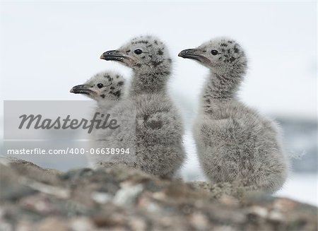 Dominican gull chicks near the nest on a rocky island.