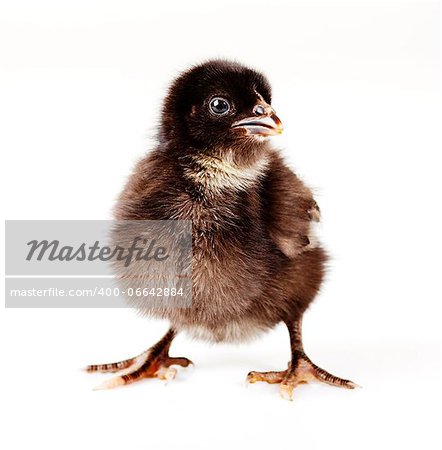 Young fluffy baby black chicken on isolated background