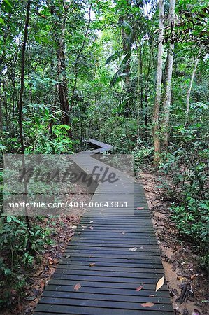 zig zag walkway in a forested area near Lower Peirce Reservoir, Singapore