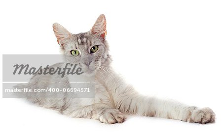 portrait of a purebred  maine coon cat on a white background