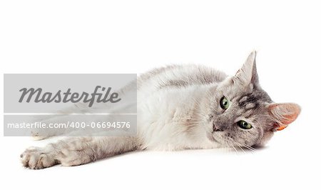 portrait of a purebred  maine coon cat on a white background