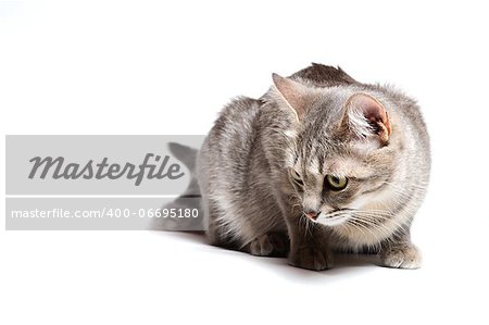 beautiful tabby cat lying on white background