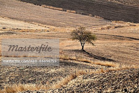 one lonely tree on hills in Andalucia, Spain