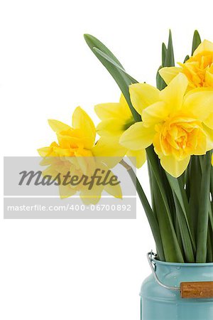 bouquet of narcissus in vase close up  isolated on white background