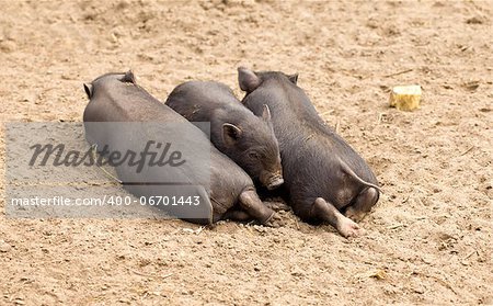 Three little pigs from the one family are sleeping on the ground