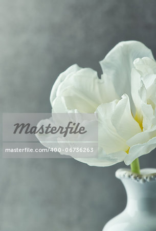 close up of a white tulip in a vase