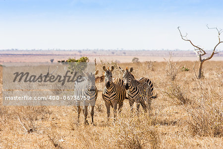 Kenya, Tsavo East National Park. Three zebras looking to the photographer, sunset light