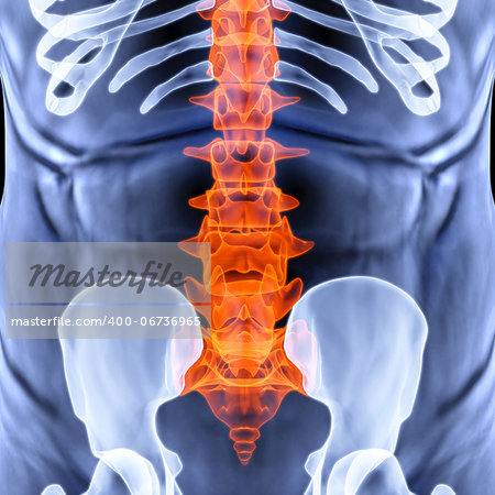 torso men under X-rays. backbone is highlighted in red.