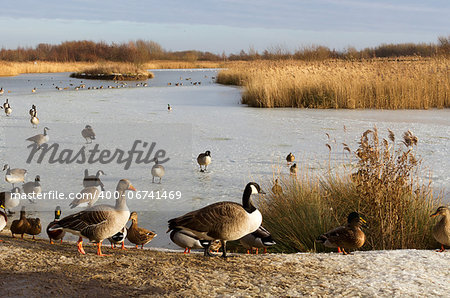 ducks and geese round a frozen pond