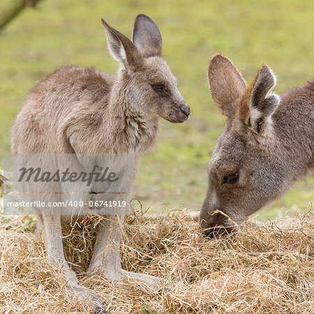 Two kangaroos (adult and young one) in a dutch zoo