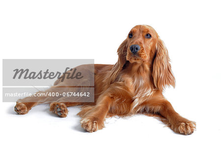 portrait of a  purebred english cocker in a studio