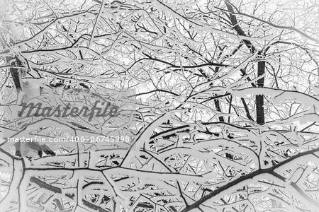 Abstract network of snow-covered branches of trees