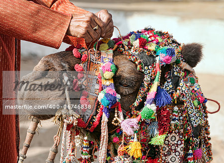 Decoration camel at the Pushkar Fair ( Pushkar Camel Mela ). Camel's head close-up.  Pushkar, Rajasthan, India, Asia