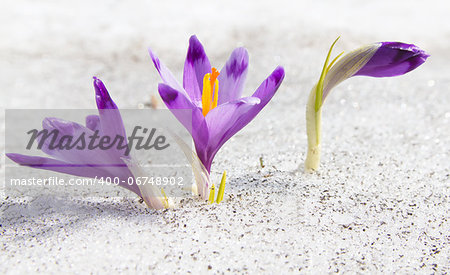 First spring crocuses growing through the snow