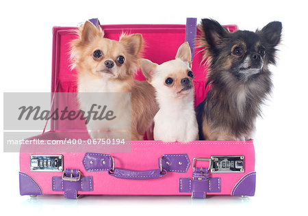 portrait of a cute purebred  chihuahuas in suitcase in front of white background