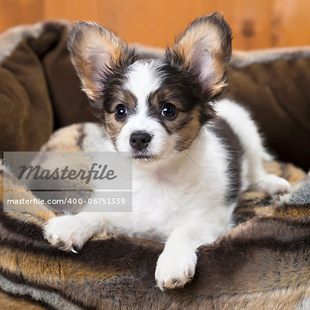 Papillon Puppy in bed on wooden background