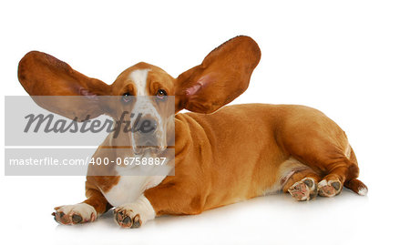 dog listening - basset hound with ears up listening