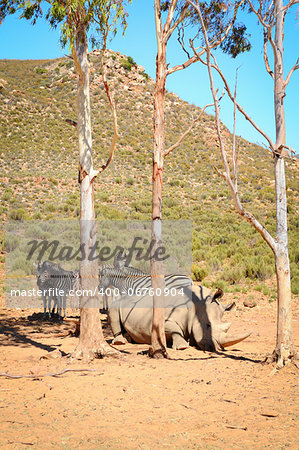 African white rhinos relax during midday heat