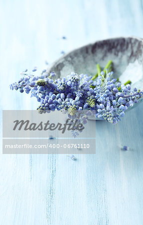 Grape Hyacinths in a ceramic dish