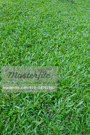 Beautiful green grass texture from golf course