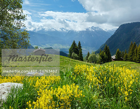Yellow wild flowers on summer mountain slope (Alps, Switzerland)
