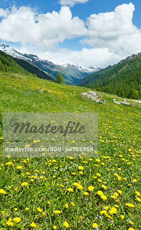 Yellow dandelion flowers on summer mountain slope (Alps, Switzerland)