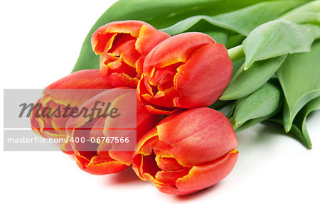 bouquet of red tulips isolated on white background