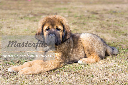 Cute Puppy Tibetan Mastiff outdoors. Horizontal picture