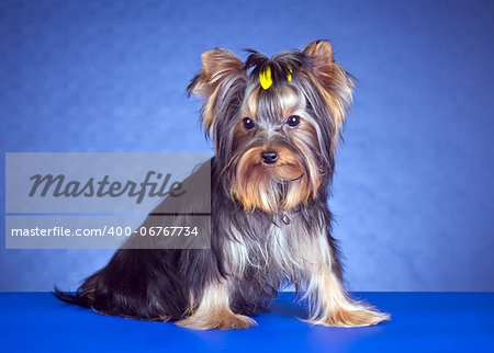 Young Yorkshire Terrier on a blue background