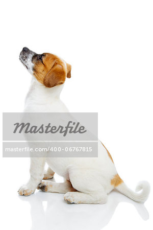 Profile of obedient terrier dog puppy sitting and waiting in front of white background.