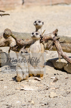 Suricate family with one baby suricate. Male and female looking attentively.