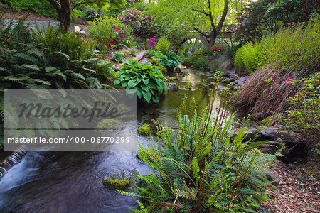 Stream Flowing Under the Wooden Bridge Arches with Ferns Hostas and Bog Plants at Crystal Springs Rhododendron Garden