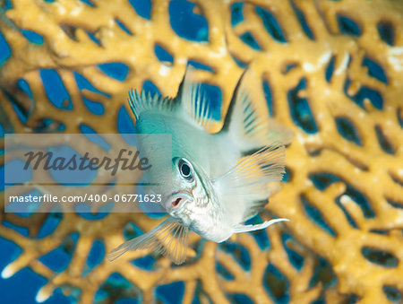 Closeup of a pale damselfish on tropical coral reef underwater