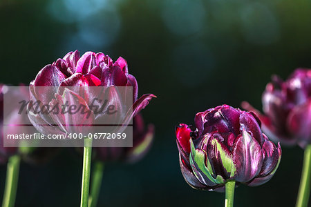 Black tulips on a dark green background