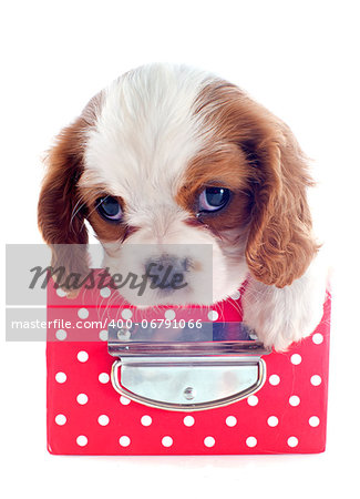 young blenheim cavalier king charles in a craft in front of white background