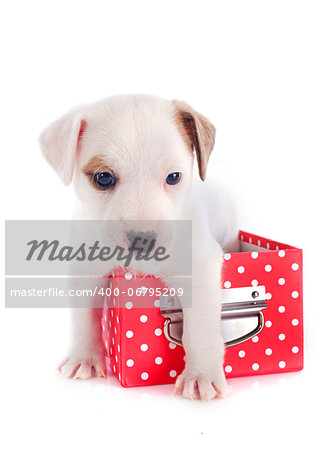 portrait of a cute puppy jack russel terrier in box  in front of white background