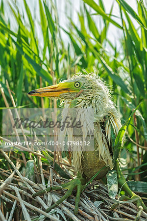 White heron chick sitting in the nest, close-up