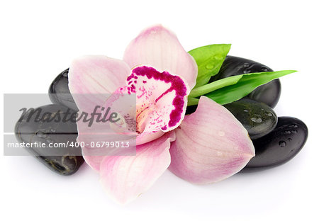 Pink orchid on the black stones on white