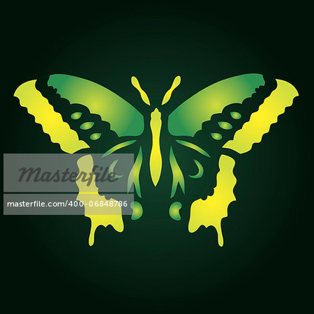 colorful butterfly vector illustration for your design