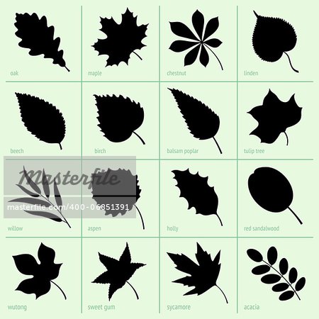 Set of leaves icons