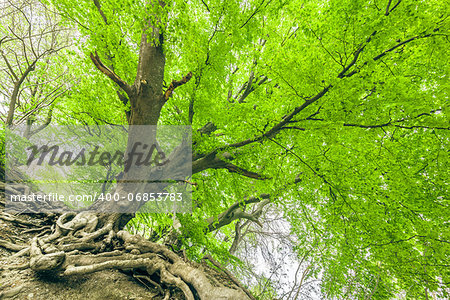 An image of a beautiful spring leaf scenery