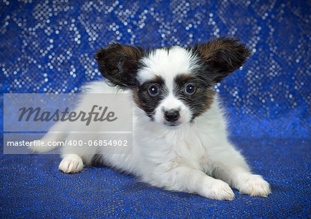 Puppy of breed papillon on a  blue background